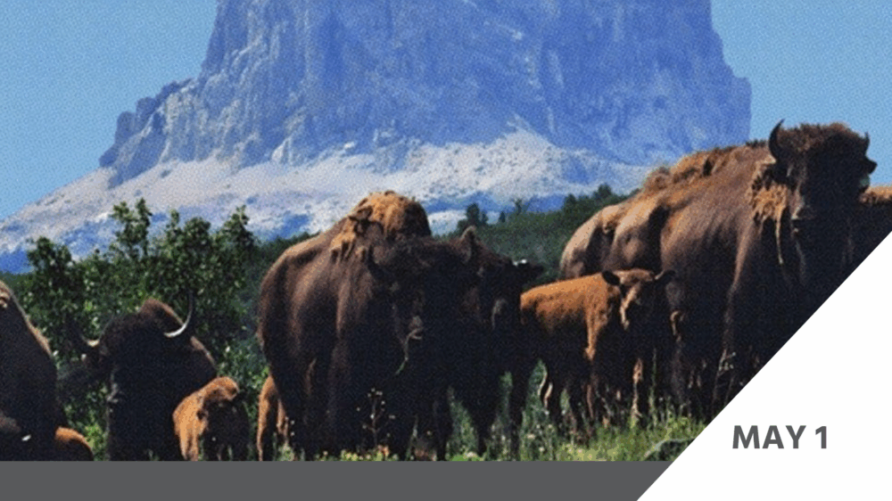 DATECARD – Bring Them Home